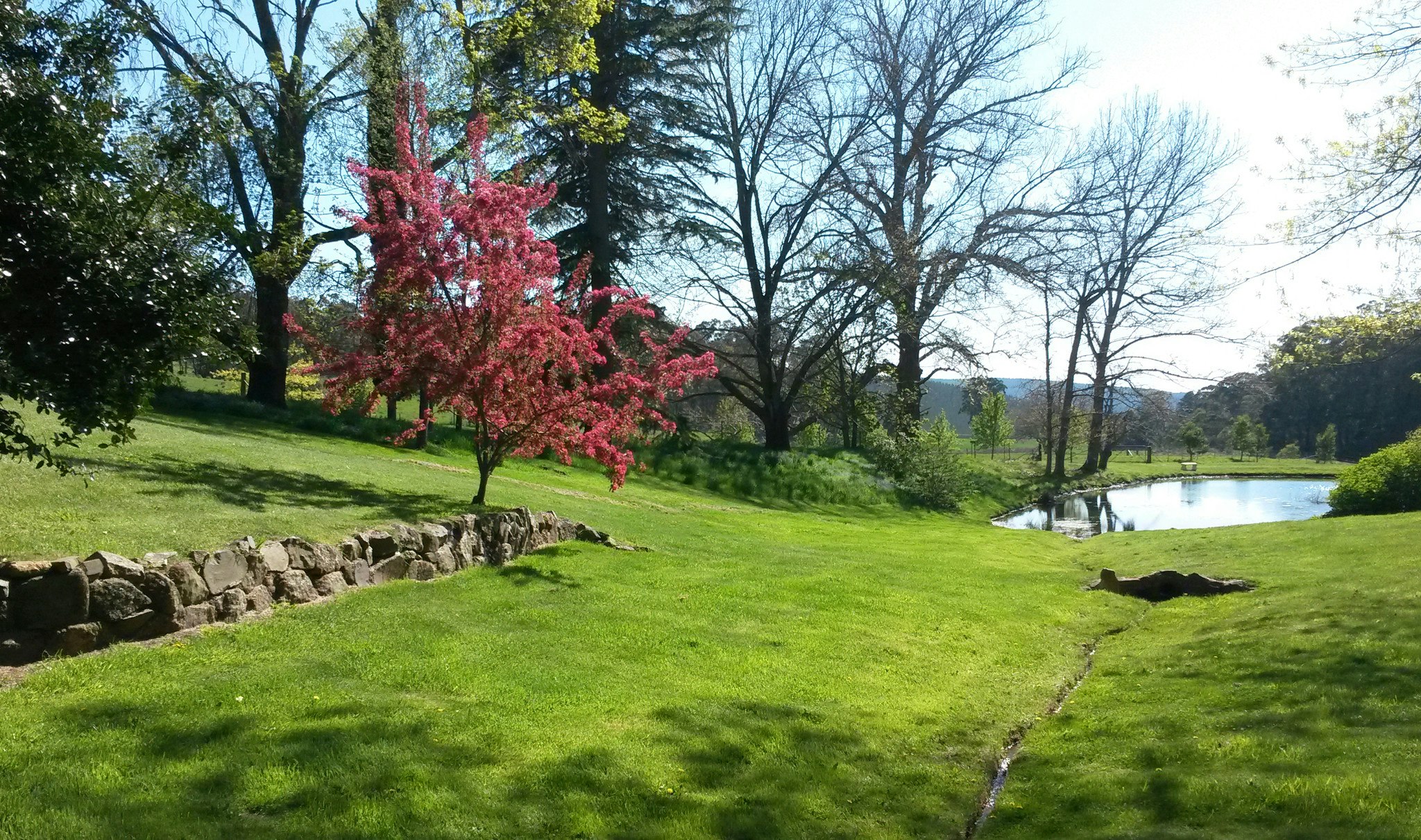 Lush green lawns and dam at Hillandale Gardens.